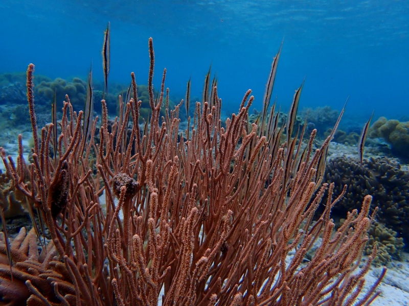 Утомленные снорком 5. Только Моалбоал, только снорк. Апрель 2017, 2018, 2019.