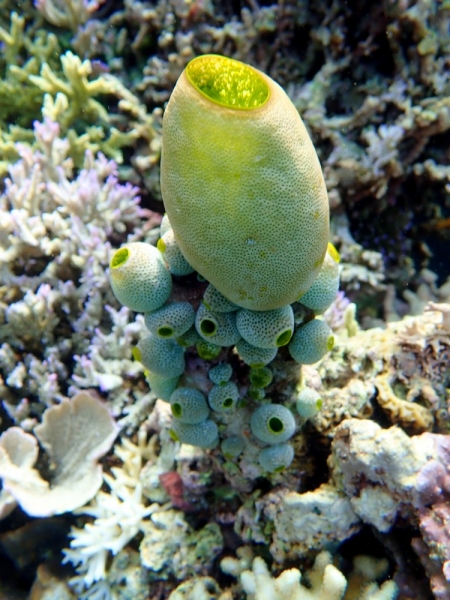 Утомленные снорком 5. Только Моалбоал, только снорк. Апрель 2017, 2018, 2019.