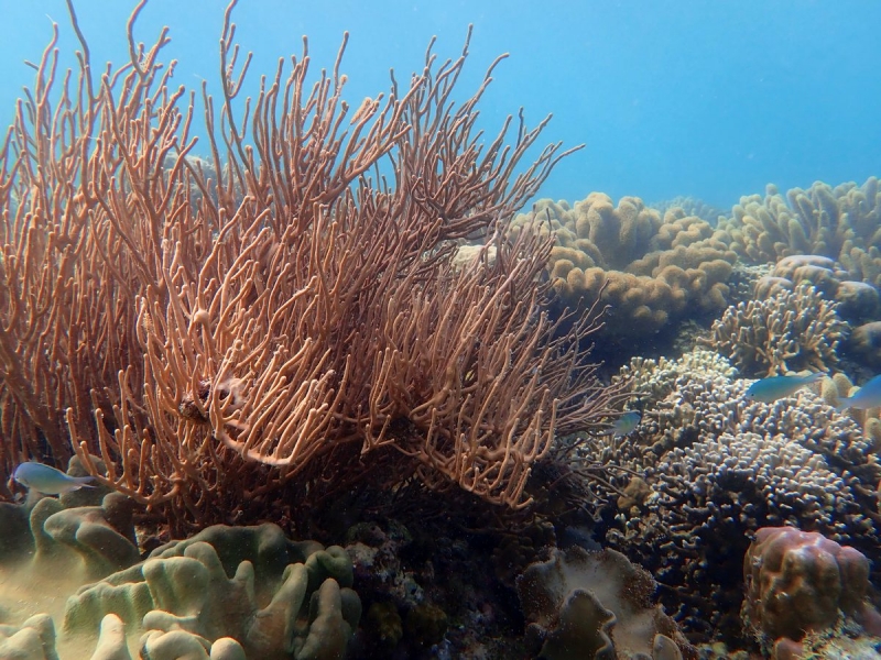 Утомленные снорком 5. Только Моалбоал, только снорк. Апрель 2017, 2018, 2019.