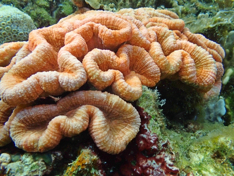 Утомленные снорком 5. Только Моалбоал, только снорк. Апрель 2017, 2018, 2019.