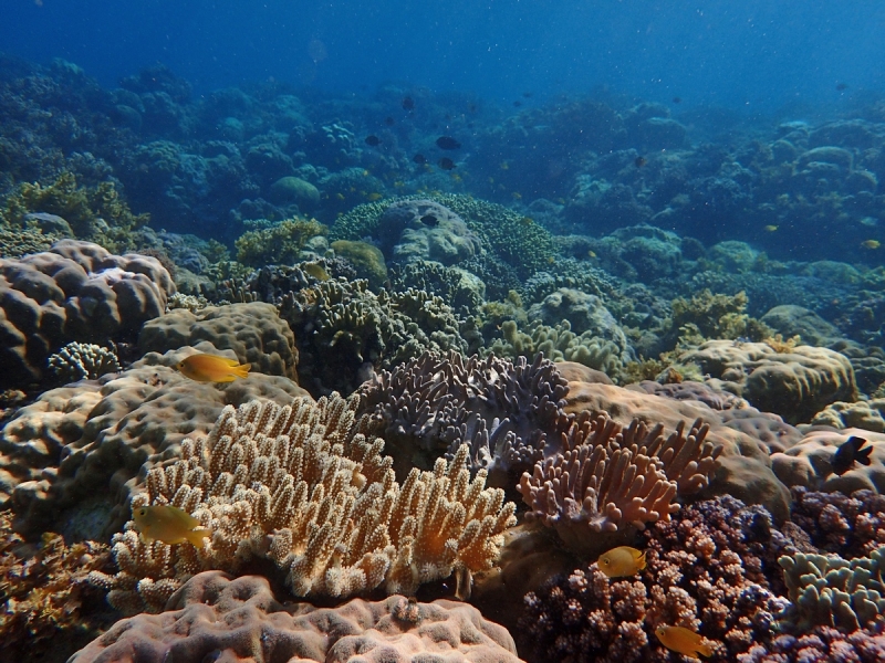 Утомленные снорком 5. Только Моалбоал, только снорк. Апрель 2017, 2018, 2019.