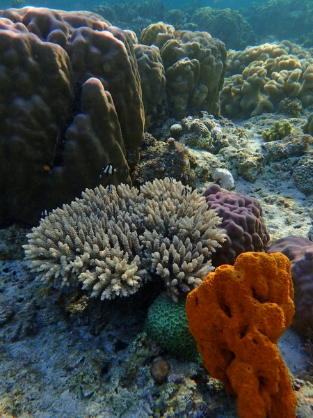 Утомленные снорком 5. Только Моалбоал, только снорк. Апрель 2017, 2018, 2019.