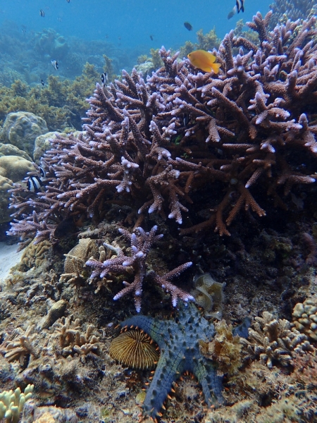 Утомленные снорком 5. Только Моалбоал, только снорк. Апрель 2017, 2018, 2019.