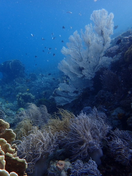 Утомленные снорком 5. Только Моалбоал, только снорк. Апрель 2017, 2018, 2019.