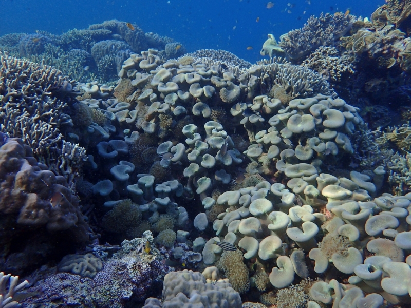 Утомленные снорком 5. Только Моалбоал, только снорк. Апрель 2017, 2018, 2019.