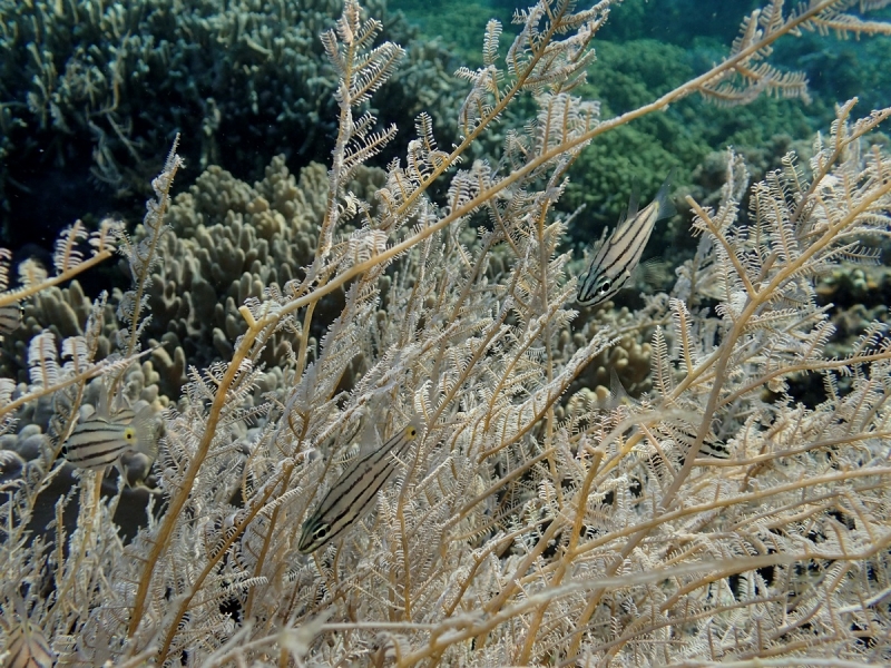 Утомленные снорком 5. Только Моалбоал, только снорк. Апрель 2017, 2018, 2019.