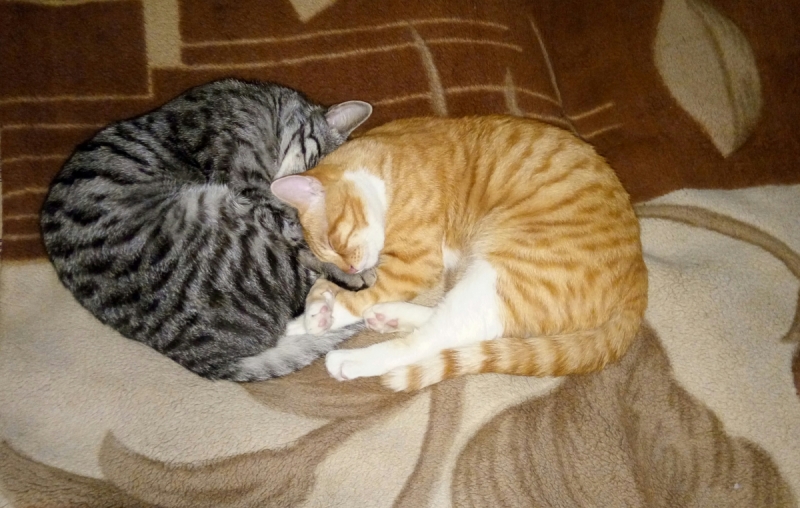 Кошки в нашей жизни. Кошки и все, что с ними связано.