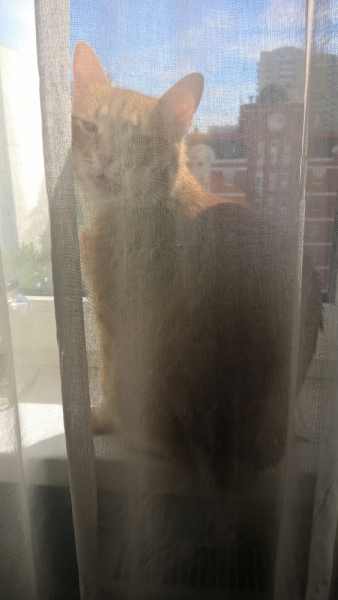 Кошки в нашей жизни. Кошки и все, что с ними связано.