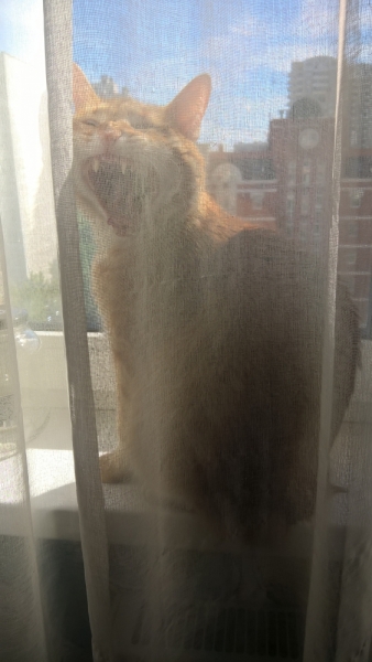 Кошки в нашей жизни. Кошки и все, что с ними связано.