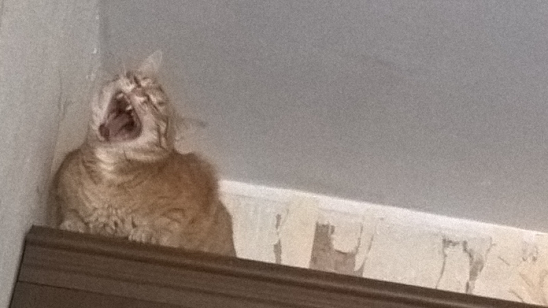 Кошки в нашей жизни. Кошки и все, что с ними связано.