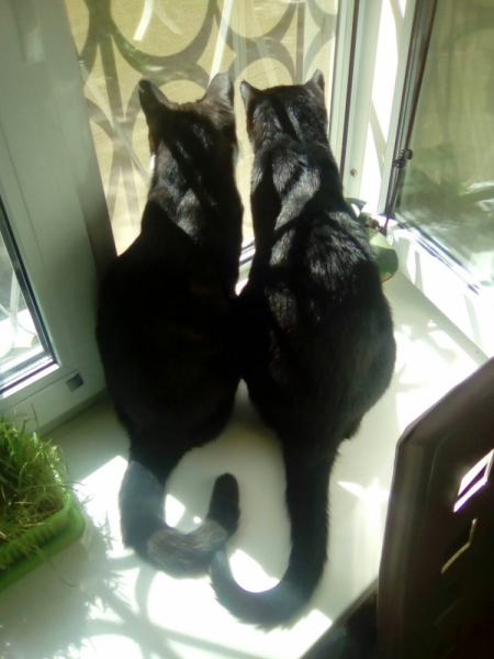 Кошки в нашей жизни. Кошки и все, что с ними связано.