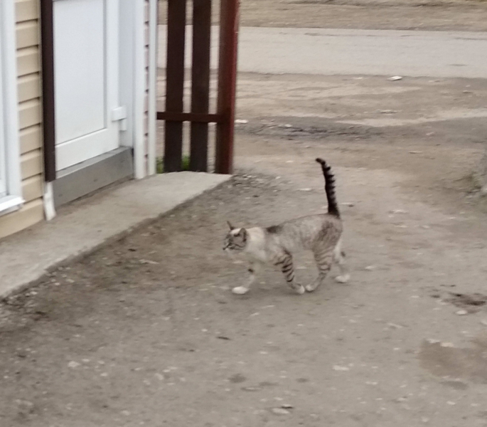 Кошки в нашей жизни. Кошки и все, что с ними связано.