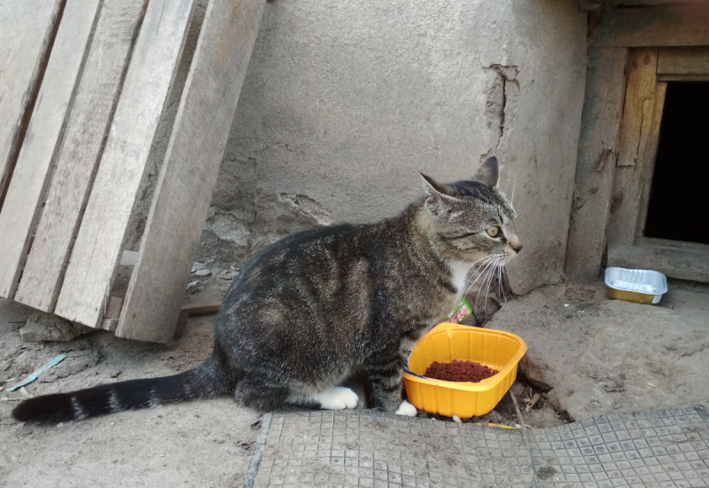 Кошки в нашей жизни. Кошки и все, что с ними связано.