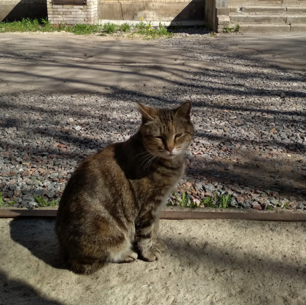 Кошки в нашей жизни. Кошки и все, что с ними связано.