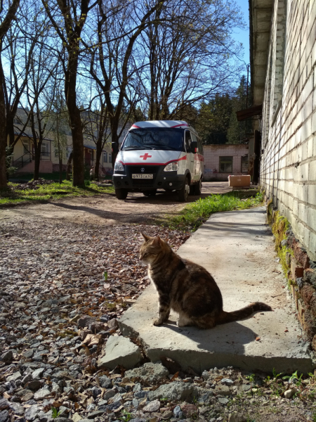 Кошки в нашей жизни. Кошки и все, что с ними связано.