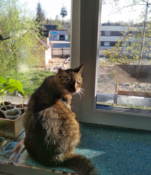 Кошки в нашей жизни. Кошки и все, что с ними связано.