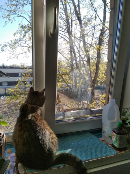 Кошки в нашей жизни. Кошки и все, что с ними связано.