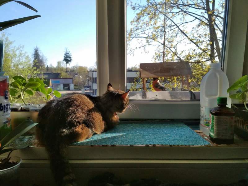 Кошки в нашей жизни. Кошки и все, что с ними связано.