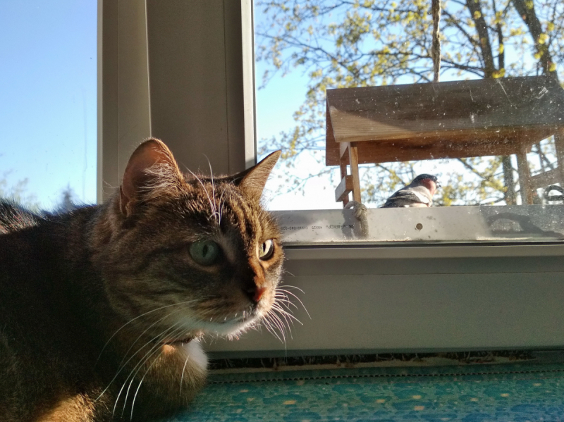 Кошки в нашей жизни. Кошки и все, что с ними связано.