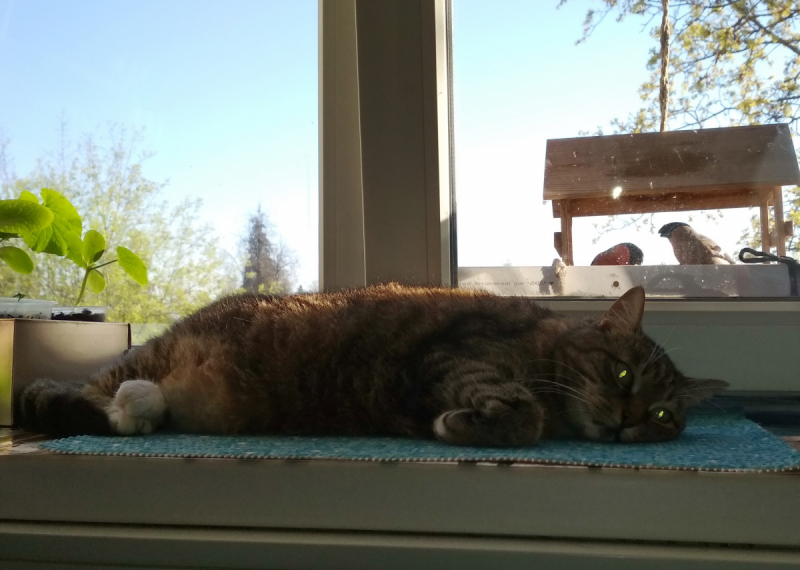 Кошки в нашей жизни. Кошки и все, что с ними связано.