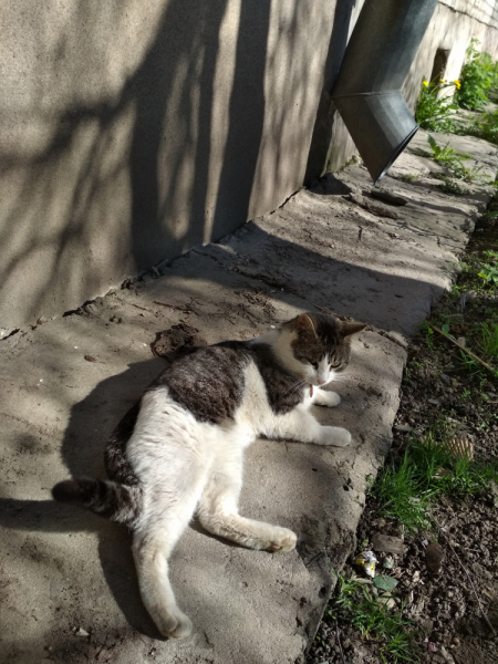 Кошки в нашей жизни. Кошки и все, что с ними связано.