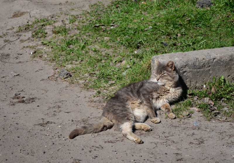 Кошки в нашей жизни. Кошки и все, что с ними связано.