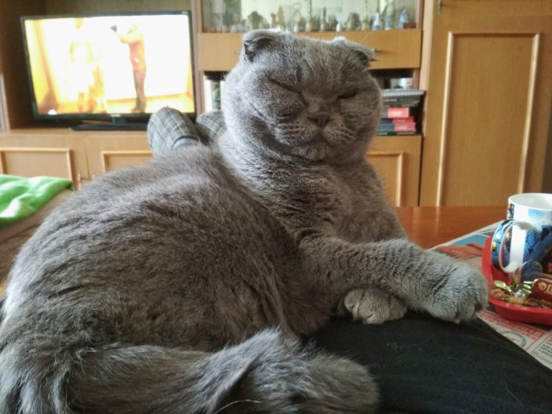 Кошки в нашей жизни. Кошки и все, что с ними связано.