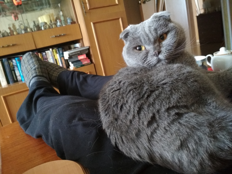 Кошки в нашей жизни. Кошки и все, что с ними связано.