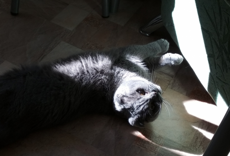 Кошки в нашей жизни. Кошки и все, что с ними связано.