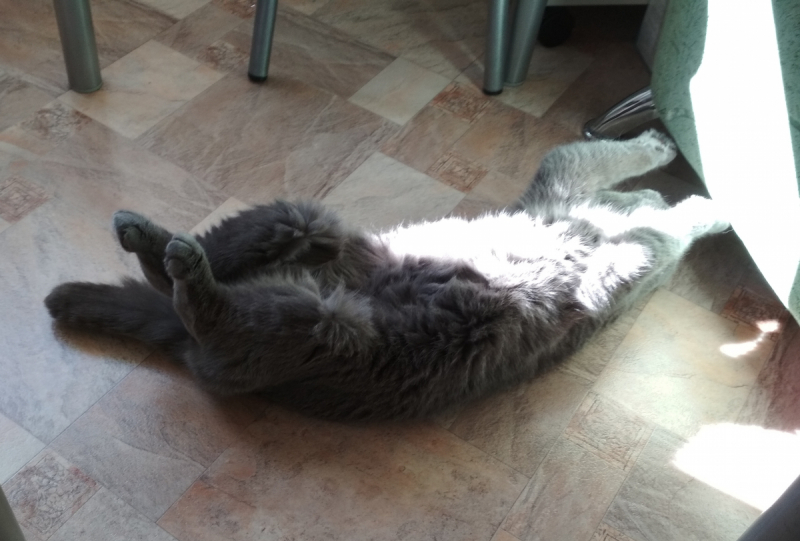 Кошки в нашей жизни. Кошки и все, что с ними связано.