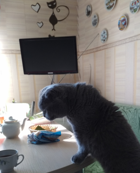 Кошки в нашей жизни. Кошки и все, что с ними связано.