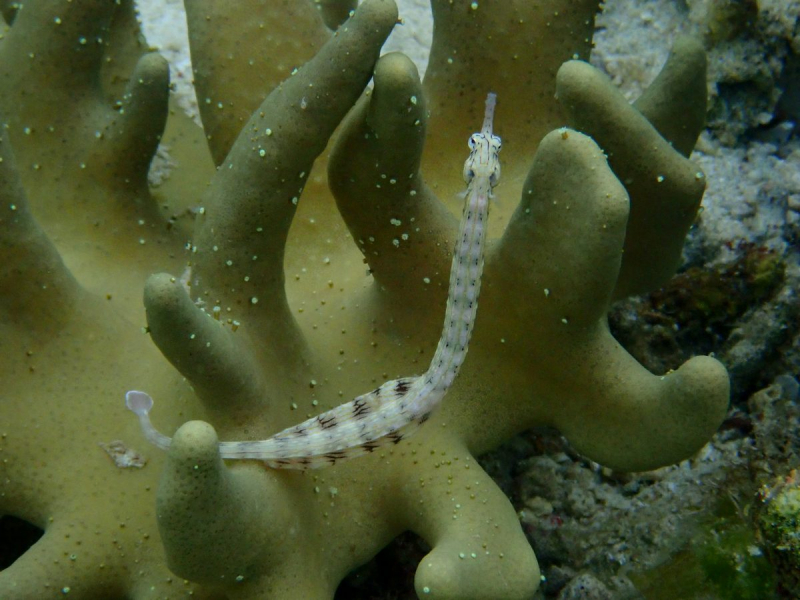 Утомленные снорком 5. Только Моалбоал, только снорк. Апрель 2017, 2018, 2019.