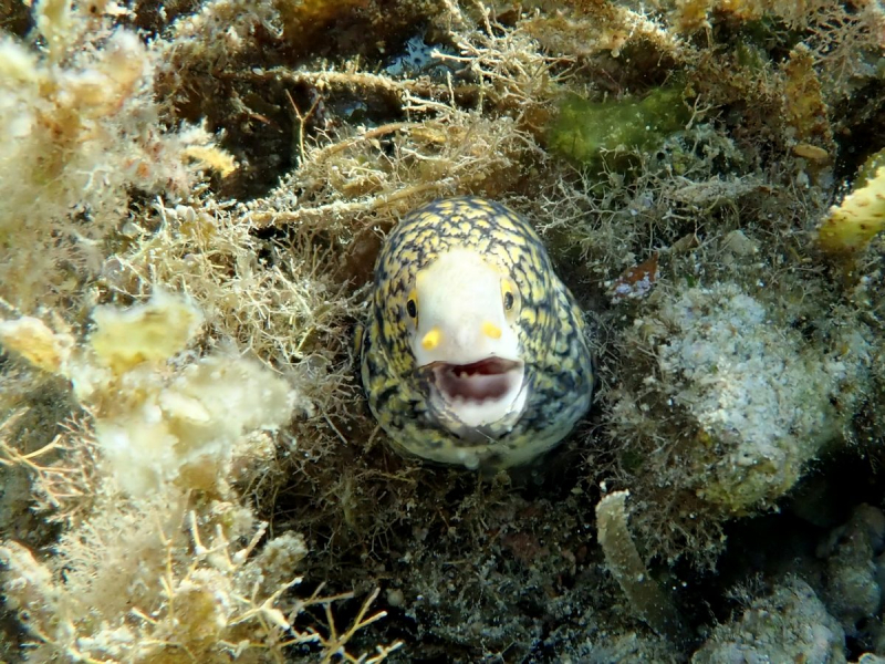 Утомленные снорком 5. Только Моалбоал, только снорк. Апрель 2017, 2018, 2019.