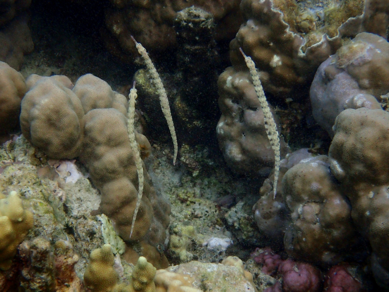 Утомленные снорком 5. Только Моалбоал, только снорк. Апрель 2017, 2018, 2019.