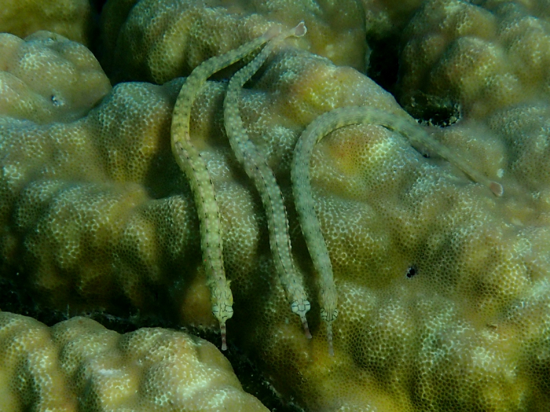 Утомленные снорком 5. Только Моалбоал, только снорк. Апрель 2017, 2018, 2019.