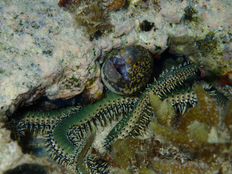 Утомленные снорком 5. Только Моалбоал, только снорк. Апрель 2017, 2018, 2019.