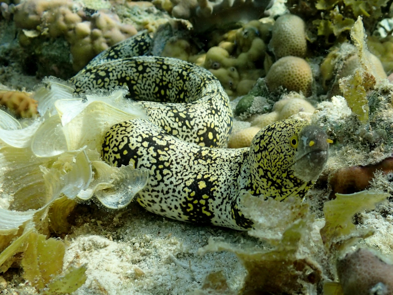 Утомленные снорком 5. Только Моалбоал, только снорк. Апрель 2017, 2018, 2019.