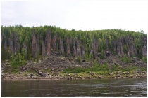 Тунгусские исполины. Эвенкия 2011 год.
