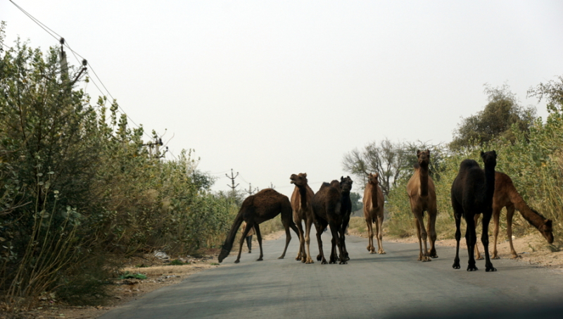 Pushkar