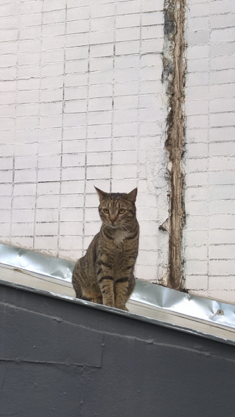 Кошки в нашей жизни. Кошки и все, что с ними связано.