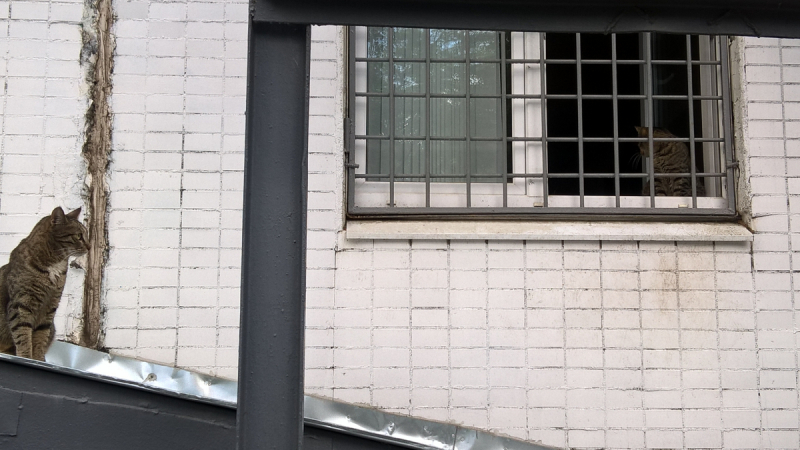 Кошки в нашей жизни. Кошки и все, что с ними связано.