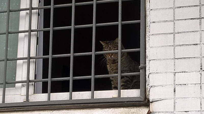 Кошки в нашей жизни. Кошки и все, что с ними связано.