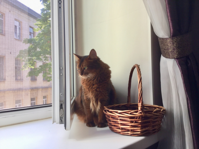 Кошки в нашей жизни. Кошки и все, что с ними связано.