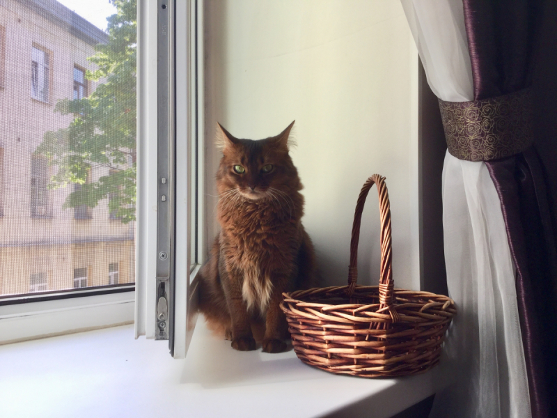 Кошки в нашей жизни. Кошки и все, что с ними связано.