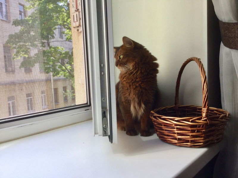 Кошки в нашей жизни. Кошки и все, что с ними связано.