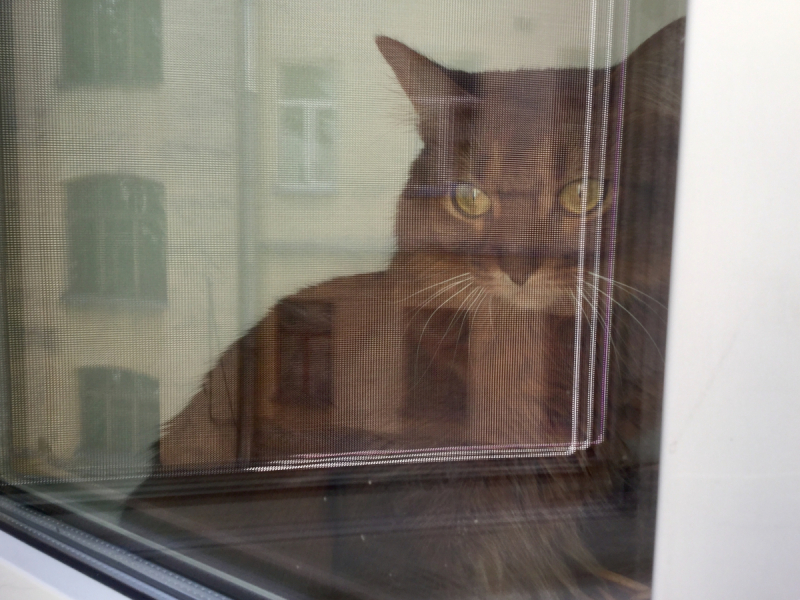 Кошки в нашей жизни. Кошки и все, что с ними связано.