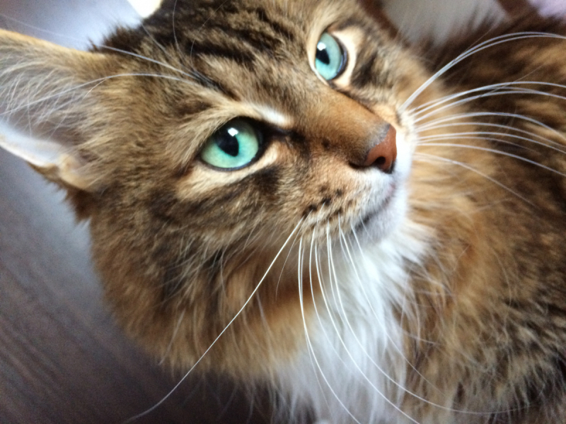 Кошки в нашей жизни. Кошки и все, что с ними связано.