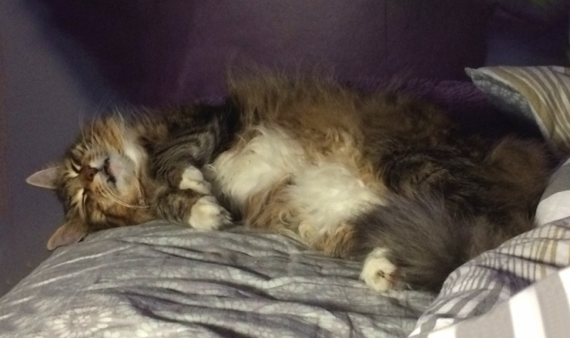 Кошки в нашей жизни. Кошки и все, что с ними связано.