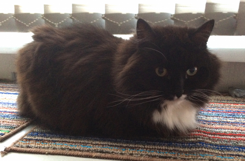 Кошки в нашей жизни. Кошки и все, что с ними связано.