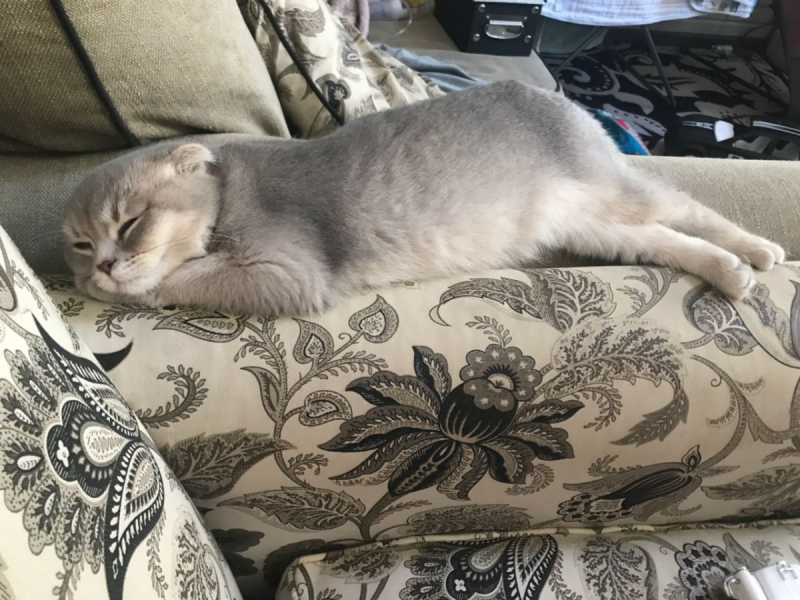 Кошки в нашей жизни. Кошки и все, что с ними связано.